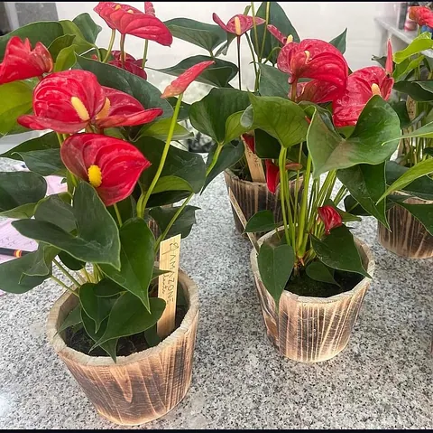 Floristería Naila flores en maceta madera